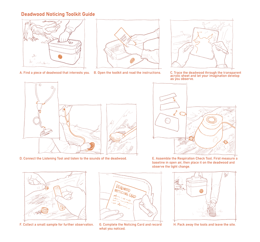 Illustrated eight-step guide showing how to use the Deadwood Noticing Toolkit, from finding a piece of deadwood to observing, listening, measuring, collecting, recording and packing away the tools.
