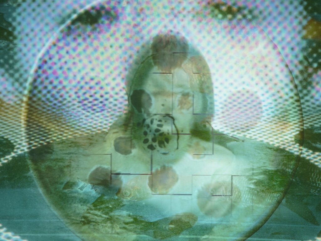 Detail view of Soft Captivity, 2026, showing layered digital imagery, a blurred female face, screen-like textures and illuminated translucent surfaces.