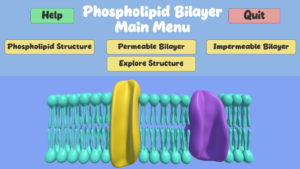 There is a model of a phospholipid bilayer with two membrane proteins. There are buttons along the top serving as the main menu bar.