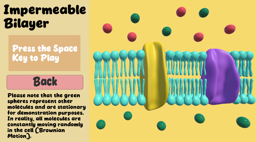 There is a model of a phospholipid bilayer with two membrane proteins and spheres representing ions distributed across the space. There are instructions on the left side and a back button.