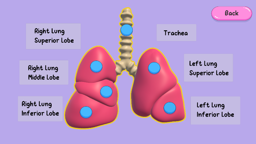 There is a model of the lungs in the center with a blue button on each structure. There are labels all along the sides of the model explaining what each structure is. There is a back button in the top right corner.