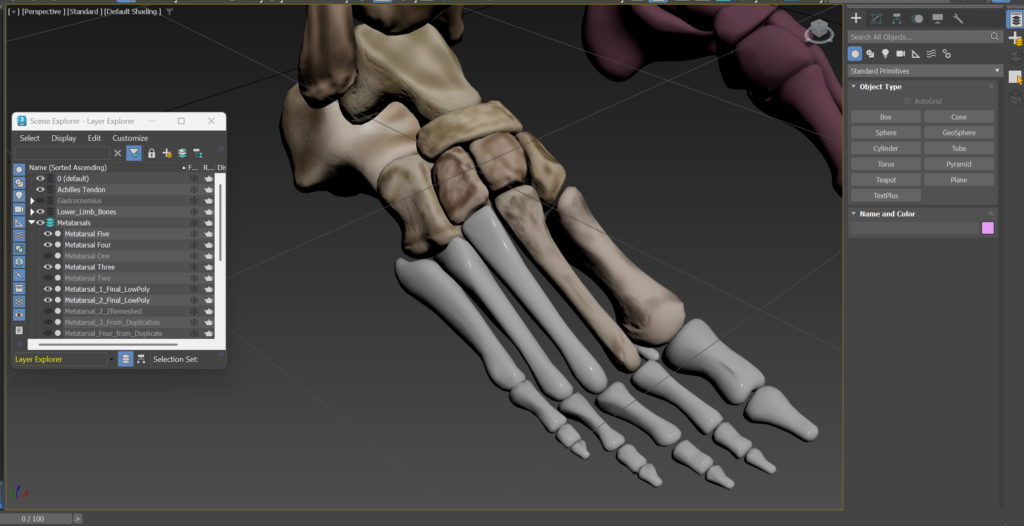 Image of foot bones partially completed in 3D Studio Max.