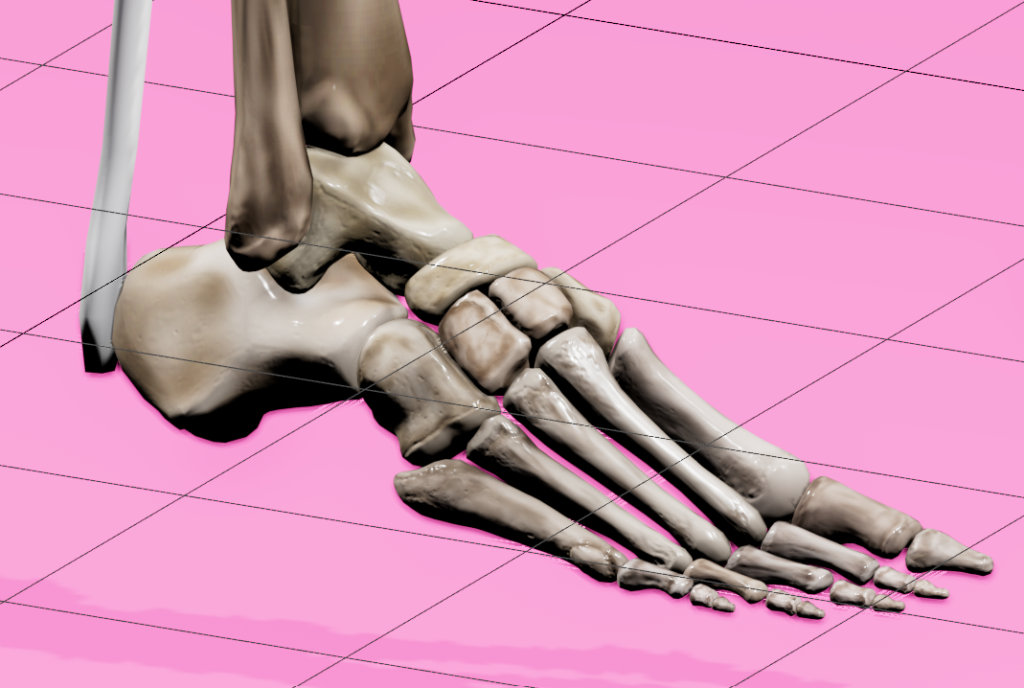 Completed modeling of foot bones in 3D Studio Max with part of Achilles tendon attached to the calcaneus.