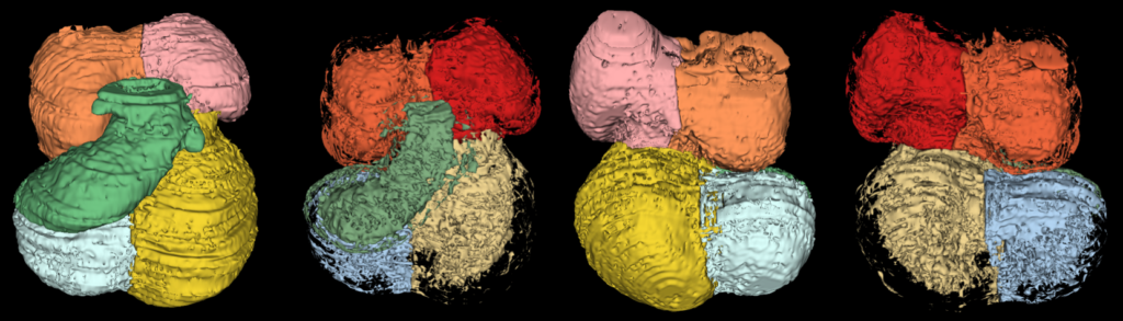 Colour-coded 3D reconstructions showing different anatomical structures of the embryonic heart