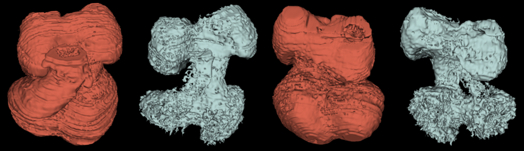 3D reconstructions showing the whole embryonic heart and its internal cardiac cavities