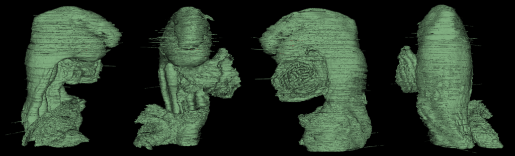 3D reconstruction of an sheep embryo shown from multiple views