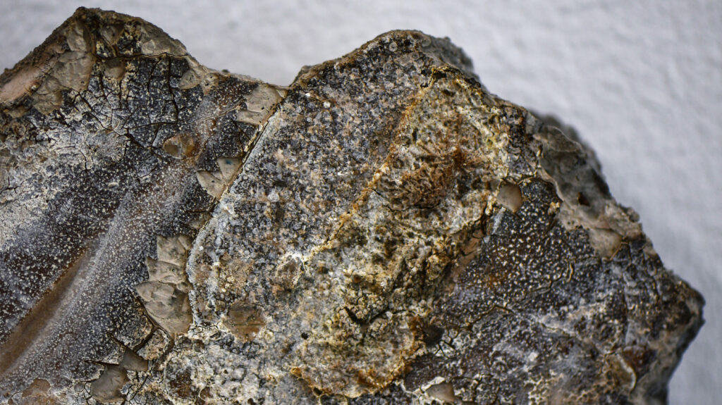 a grey concrete form with richly textured surface covered in white and brown cracks and peeling flakes against a white wall