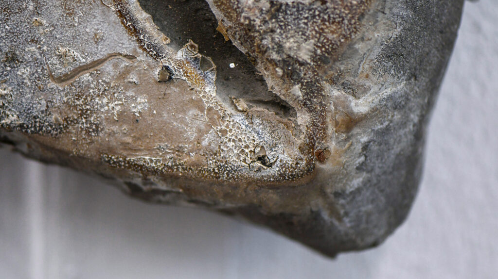 a grey concrete form with richly textured surface covered in white and brown marks against a white wall